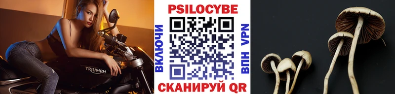 маркетплейс телеграм Инза Псилоцибиновые грибы Psilocybe цена